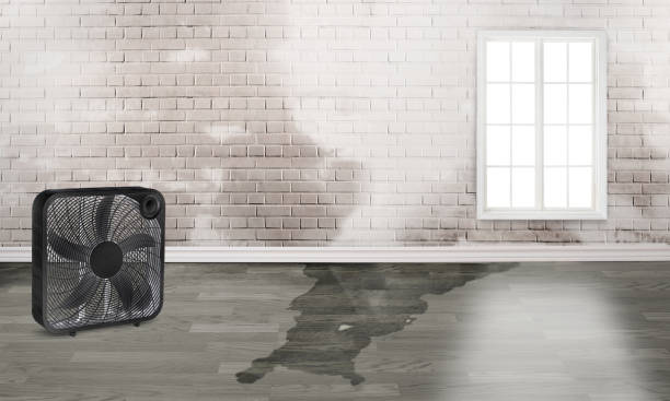 Best Mold removal after water damage  in Mount Hore, WI